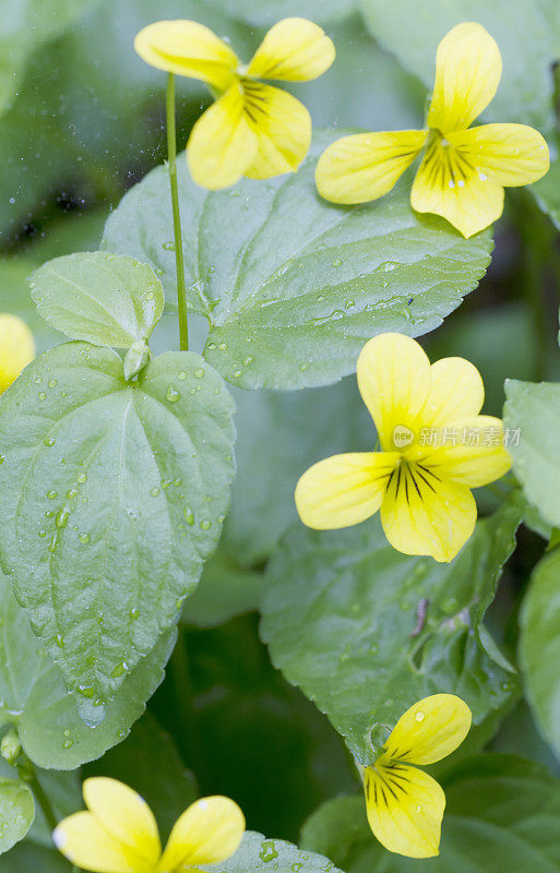 光滑的黄紫罗兰(Viola glabella)